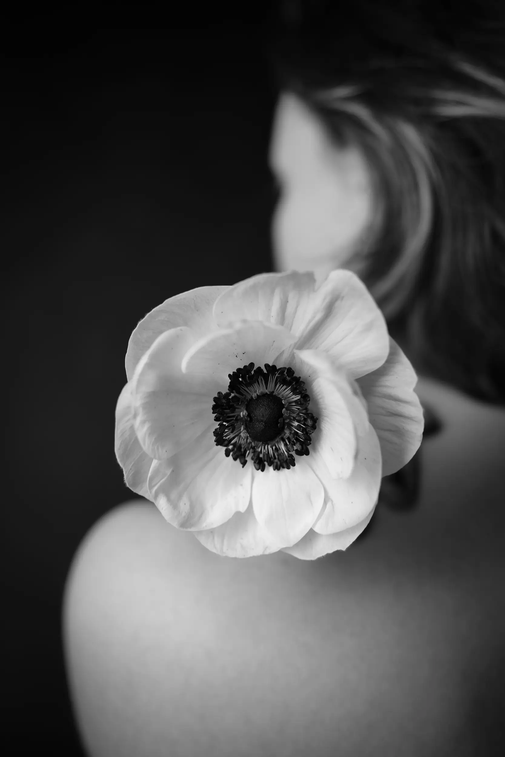 Verveine Anemone